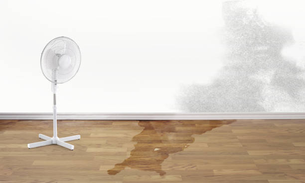 Best Sewage cleanup and water damage restoration  in Dulce, NM
