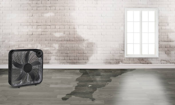 Best 24-hour water damage restoration  in Dulce, NM