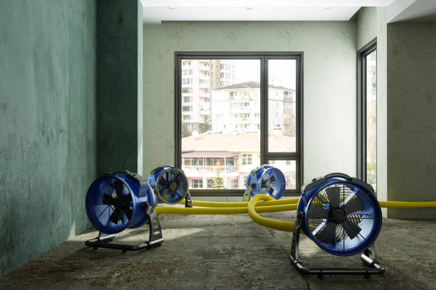 Best Basement water damage restoration  in Dulce, NM